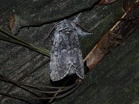 Closebanded Yellowhorn Moth - Saratoga County, NY - 06/09/15