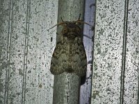 Closebanded Yellowhorn Moth - Saratoga County, NY - 06/09/15