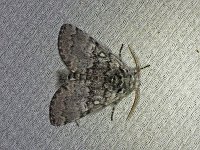 Closebanded Yellowhorn Moth - Saratoga County, NY - 06/06/20