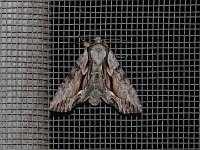 Common Hyppa Moth - Saratoga County, NY - 05/19/15