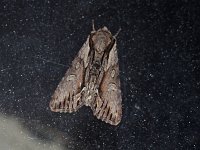 Common Hyppa Moth - Saratoga County, NY - 05/12/15