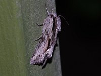 Common Hyppa Moth - Saratoga County, NY - 05/18/15