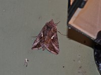 Common Looper Moth - Saratoga County, NY - 05/12/15