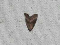 Common Pinkband Moth - Saratoga County, NY - 05/29/15