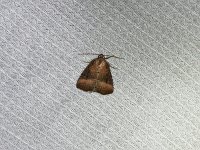 Common Pinkband Moth - Saratoga County, NY - 07/01/15