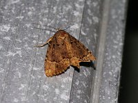 Copper Underwing Moth - Saratoga County, NY - 10/14/14