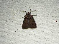 Cynical Quaker Moth - Saratoga County, NY  - 06/09/15