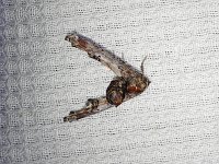 Dark Marathyssa Moth - Saratoga County, NY - 07/03/17