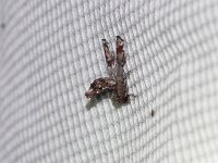 Dark Marathyssa Moth - Saratoga County, NY - 07/03/17