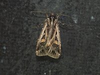 Dingy Cutworm Moth - Saratoga County, NY - 08/22/15