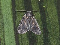 Disparaged Arches Moth - Saratoga County, NY - 06/15/15