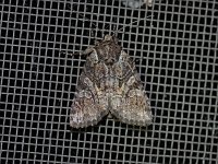 Disparaged Arches Moth - Saratoga County, NY - 06/20/20