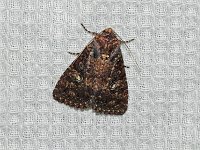 Dusky Groundling Moth - Saratoga County, NY - 05/23/16