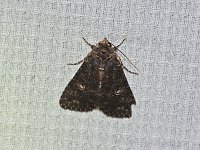 Dusky Groundling Moth - Saratoga County, NY - 05/26/15