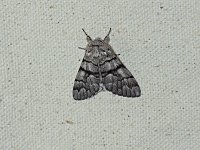 Eastern Panthea Moth - Saratoga County, NY - 05/10/15