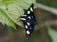 Eight-Spotted Forester Moth - Saratoga County, NY -  05/72/07