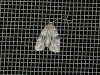 Exhausted Brocade Moth - Saratoga County, NY - 07/17/15