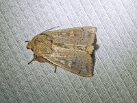 False Wainscot Moth - Saratoga County, NY - 07/10/15