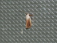 Feeble Grass Moth - Saratoga County, NY - 06/22/15