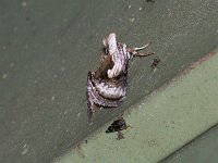 Formosa Looper Moth - Saratoga County, NY - 06/11/15