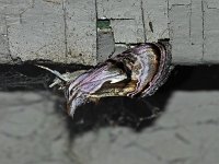 Formosa Looper Moth - Hartford County, CT - 06/20/15