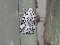 Hebrew Moth - Saratoga County, NY - 06/20/20