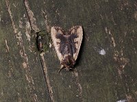 Hemina Pinion Moth - Saratoga County, NY - 04/16/15