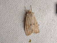 Hemina Pinion Moth - Saratoga County, NY - 04/14/15