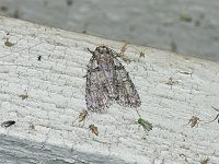 Hesitant Dagger Moth - Hartford County, CT- 06/19/15