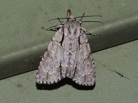 Interrupted Dagger Moth - Saratoga County, NY - 08/04/15