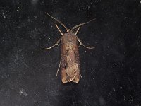 Ipsilon Dart Moth - Saratoga County, NY - 07/22/15