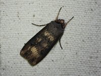 Ipsilon Dart Moth - Saratoga County, NY - 08/22/15