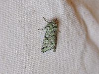 Joker Moth - Saratoga County, NY - 04/13/15