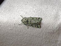 Joker Moth - Saratoga County, NY - 04/13/15