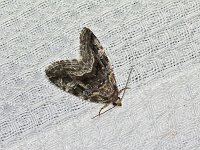 Large Mossy Lithacodia Moth - Saratoga County, NY - 05/24/15