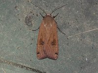 Large Yellow Underwing Moth - Saratoga County, NY - 06/05/15
