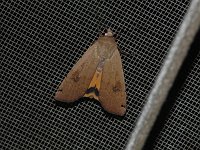 Large Yellow Underwing Moth - Saratoga County, NY - 06/05/15