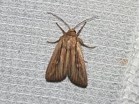 Leucania commoides - Saratoga County, NY - 07/18/15