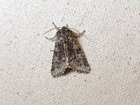 Major Sallow Moth - Saratoga County, NY - 04/18/15