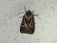 Master's Dart Moth - Saratoga County, NY - 08/09/15