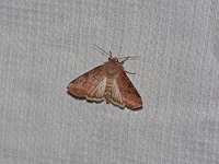 Norman's Quaker Moth - Saratoga County, NY - 05/07/15