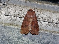 Norman's Quaker Moth - Saratoga County, NY - 05/09/15