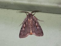 Northern Variable Dart Moth - Saratoga County, NY - 08/04/15