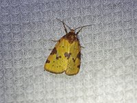 Obtuse Yellow Moth - Saratoga County, NY - 05/27/20