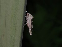 Olive Angle Shades Moth - Saratoga County, NY - 05/29/15