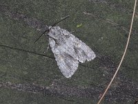 Ovate Dagger Moth - Saratoga County, NY - 06/25/15