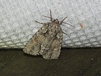 Ovate Dagger Moth - Saratoga County, NY - 07/06/15