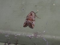 Pale-Winged Midget Moth - Saratoga County, NY  - 06/07/15