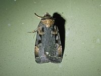 Pink-Spotted Dart Moth - Saratoga County, NY - 07/25/15