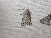 Shivering Pinion Moth - Saratoga County, NY - 04/14/15